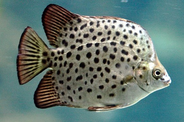 Spotted butterfly fish